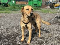 Vali sucht sein Für-immer-Zuhause