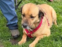 Molly sucht ihr Für-immer-Zuhause