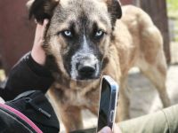 Jojo sucht ihr Für-immer-Zuhause