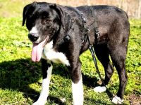 Sumi sucht ihr Für-immer-Zuhause