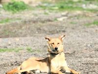 Lemmy sucht sein Für-immer-Zuhause