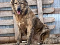 Toni sucht sein Für-immer-Zuhause