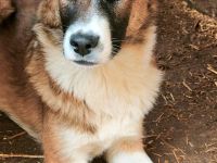 Soare sucht ihr Für-immer-Zuhause