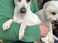 Nicola sucht sein Für-immer-Zuhause