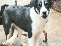 Lila sucht ihr Für-immer-Zuhause