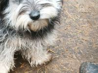 Juna, Falco, Leif suchen ihr Für-immer-Zuhause