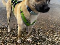 Jacky auf Pflegestelle in 94559 Niederwinkling sucht ihr Für-immer-Zuhause