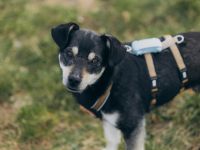 Idefix sucht eine aktive Familie