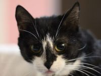 Anhängliche Bella Rose