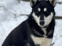 Arja sucht ein Zuhause bei aktiven Menschen