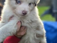 Australian Shepherd Rüde