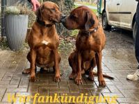 Wurfankündigung Rhodesian Ridgeback Red Wheaten Mitte Mai 2026