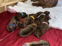 Rodesian Ridgeback Welpen