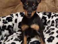 Zwerg Pinscher