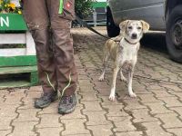 Nele, Mischling, geb. 2025, anfangs schüchtern, gern als Zweithund