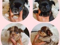 Chihuahua Welpen aus bester Aufzucht Schoko Merle Schwarz langhaar