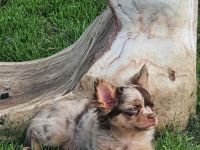 Wunderschöner Chihuahua Langhaar Welpe Rüde schoko Merle auszugbereit