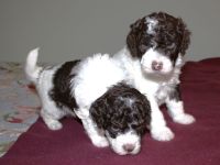 Kleinpudel/Havaneser-Doodle-Welpen