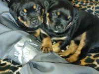 Rottweiler - Boxer Mix  Hündin abzugeben