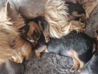 Yorkshire terrier Welpen