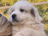 NUR NOCH 0/3 Pyrenäenberghund Welpen