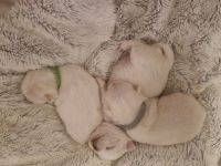3 Zucker süsse weiße  chihuahuas