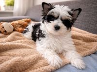 Biewer Terrier - Ein wunderschöner Rüde- reinrassig