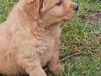 Golden Retriever Welpen