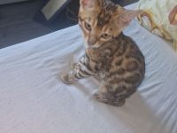 Bengalisches Mädchen