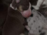 Miniatur Australien Shepard