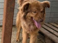 Ramon sucht sein Für-immer-Zuhause