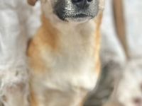 Hummel sucht ihr Für-immer-Zuhause