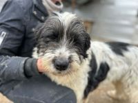 Felia sucht ihr Für-immer-Zuhause