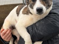 Pam sucht ihr Für-immer-Zuhause