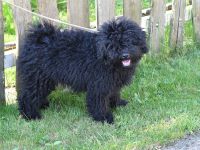 Puli