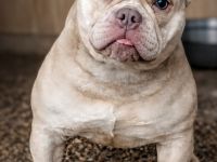American Bully