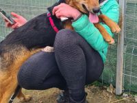 Grisu sucht sein Für-immer-Zuhause