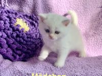 BKH Chinchilla Kitten mit Stammbaum