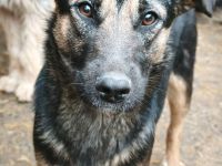 Pepsi sucht ihr Für-immer-Zuhause