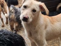 Malibu sucht ihr Für-immer-Zuhause