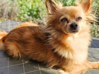 Trever in 50374 Erftstadt sucht sein Für-immer-Zuhause