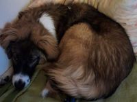 Wer schenkt dem tollen Grady sein Herz?