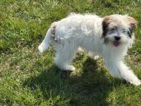 Benji sucht ein Zuhause