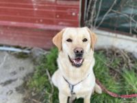 Wird Mitsou deine neue Begleiterin?