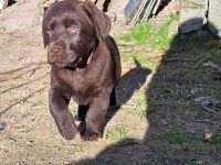 Labrador Welpen, liebevolle Familienaufzucht, mit Ahnentafel, abgabebereit