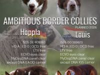 Border Collie Welpen