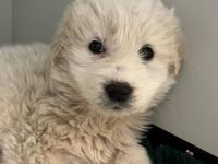 Möchtest du Genevieves großes Wunder sein?