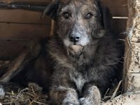 Eric sucht ein warmes Körbchen
