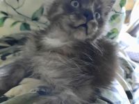 Reinrassige Maine Coon Kitten in Black-Smoke & Blue, beide Eltern-Cats XXL groß mit Stammbaum