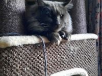 Reinrassige Maine Coon heute am 6 April geboren worden, beide Eltern-Cats XXL groß mit Stammbaum